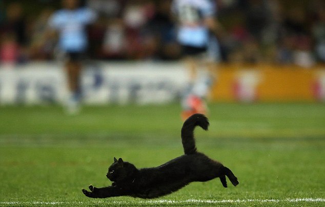Красивый черный кот выбежал на поле во время регбийного матча в Австралии