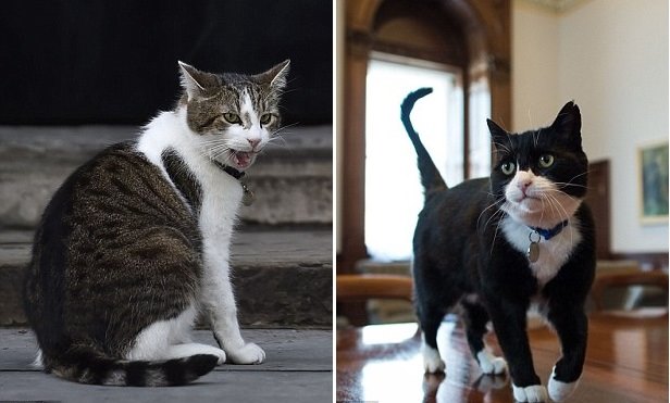 Главный британский кот Ларри повздорил с котом из МИД королевства