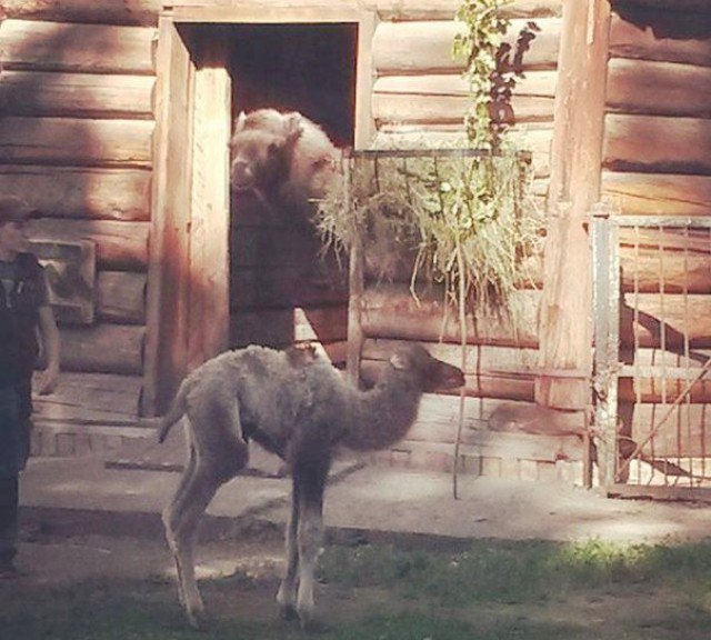 В Калининградском зоопарке родились два верблюжонка