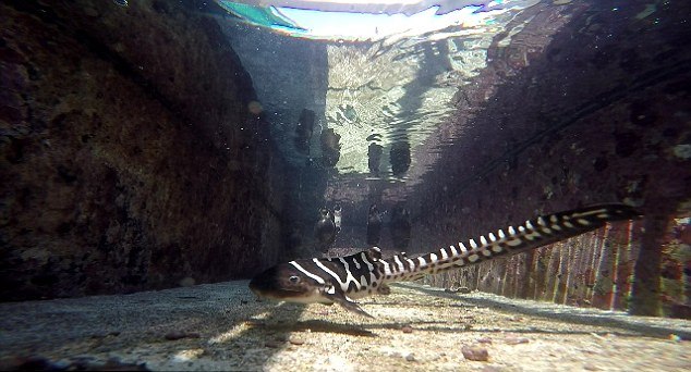 В австралийском аквариуме акула-зебра родила детенышей после 