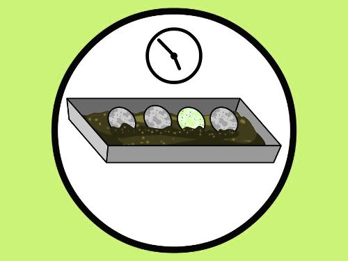 Как заботится о яйцах ящерицы?