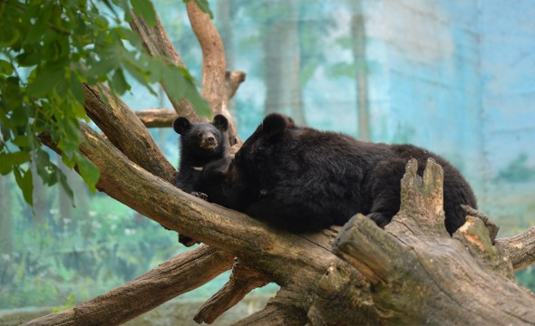 В Ростовском зоопарке можно посмотреть на маленького гималайского медвежонка