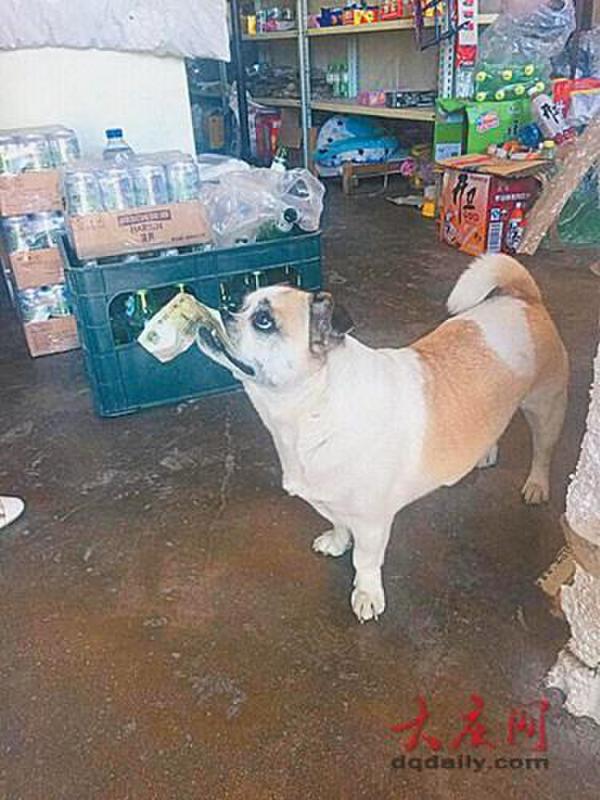 В Китае пес самостоятельно ходит в магазин за колбасой