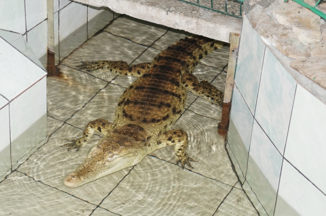 В колониях Среднего Урала заключенные реабилитируются, ухаживая за енотом, крокодилом и другими животными