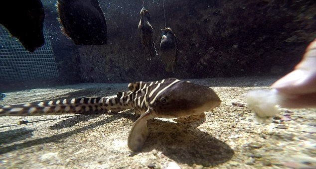 В австралийском аквариуме акула-зебра родила детенышей после 