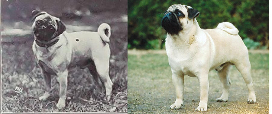 Эволюция собак за последние 100 лет