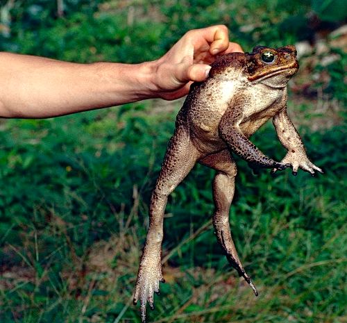 Экзотический гость — жаба ага
