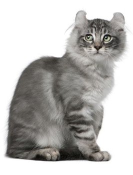 ТОП-10 самых дорогих пород кошек
