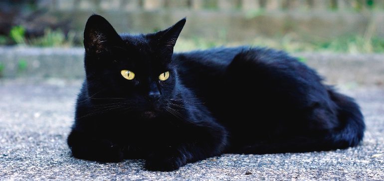 Кошки с чёрным окрасом. Приносят неудачу или это предрассу
