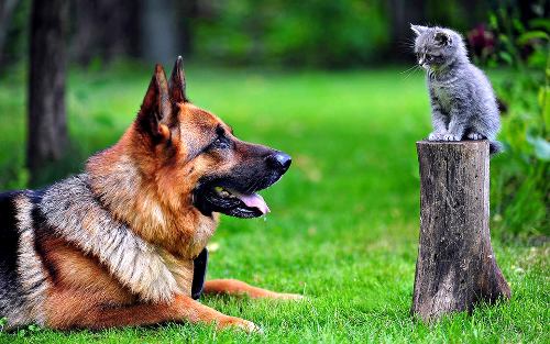 Почему кошки и собаки враждуют