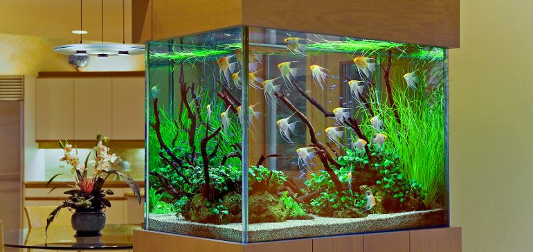 Как менять воду в аквариуме?