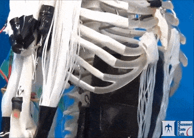 В японской лаборатории создали роботизированный скелет с искусственными мышцами (Видео)