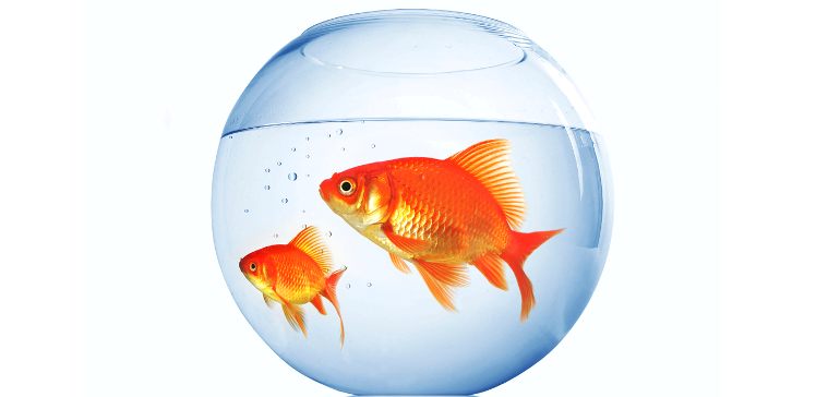 Как лечить плавниковую гниль (псевдомоноз) у аквариумных обитателей и рыбок?