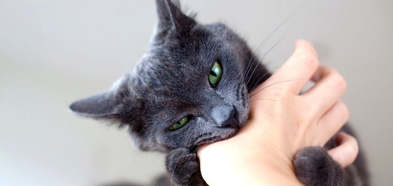 Почему кошка кусает котят? Психология кошки