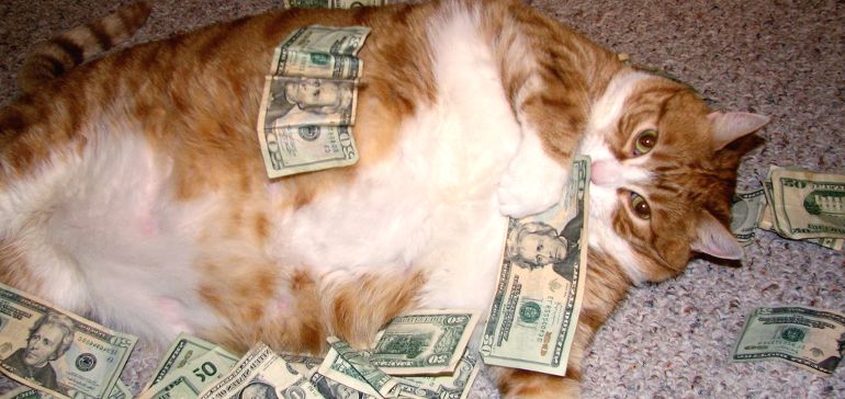 Самые дорогие породы кошек