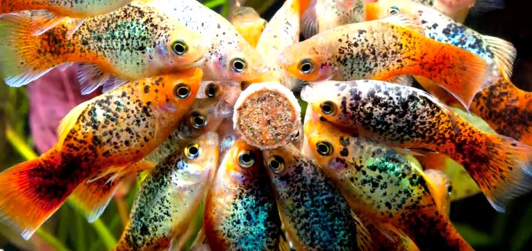 Рыбки пецилии: виды, содержание и уход