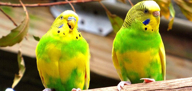 Как приручить птицу или попугая?