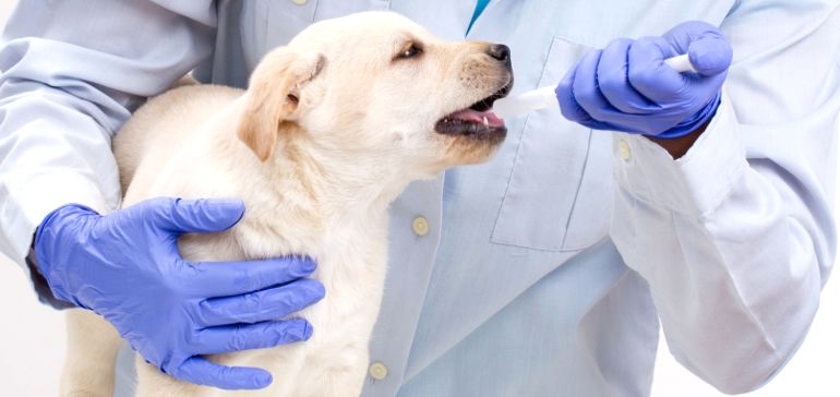 Как давать собаке глистогонное: схема лечения и маленькие хитрости (дегельминтизация)
