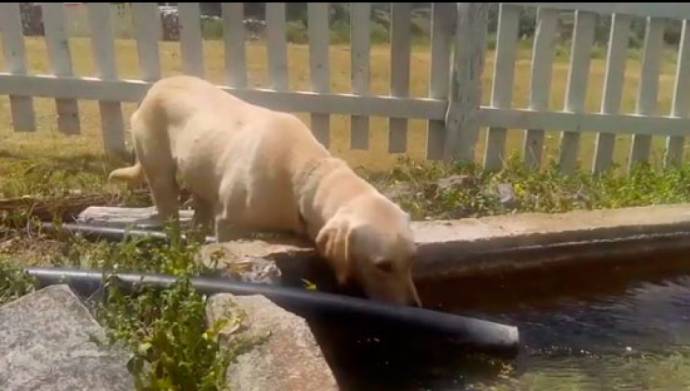 В Мексике пес два дня согревал потерявшегося в горах мальчика