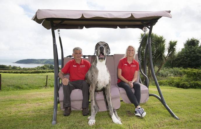 Пес Майор - вероятно самая большая собака в мире