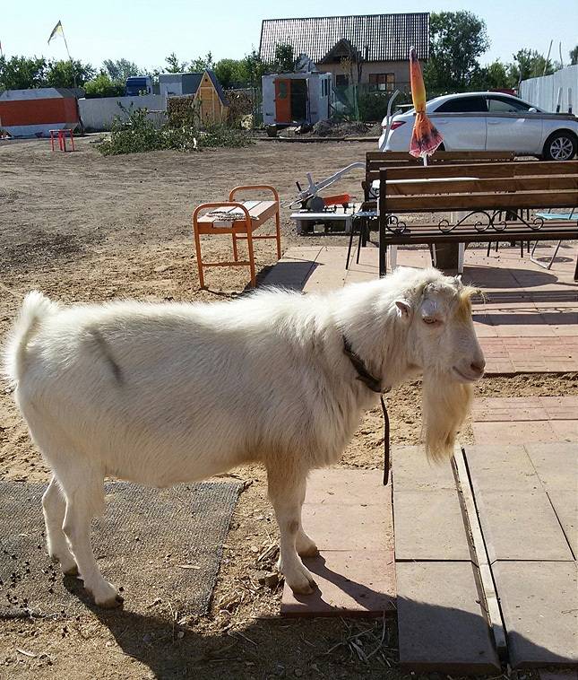 В зоопарке Кунгура живет козел, который дает... молоко!