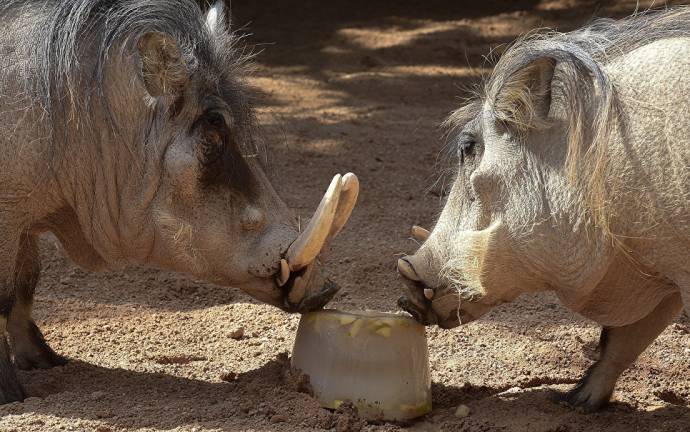 Как спасают от жары животных в зоопарке Валенсии