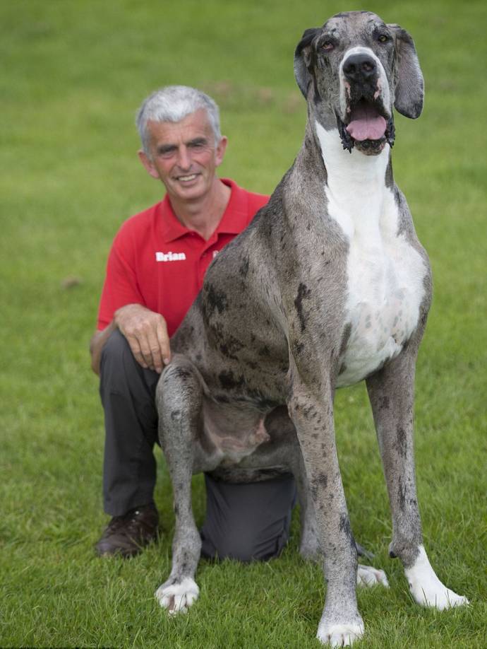 Пес Майор - вероятно самая большая собака в мире