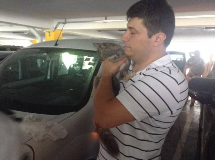 В Кишиневе освободили кота, сидевшего в запертой машине несколько дней