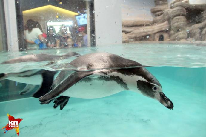 В Новосибирском зоопарке открылся новый павильон с пингвинами и обезьянами