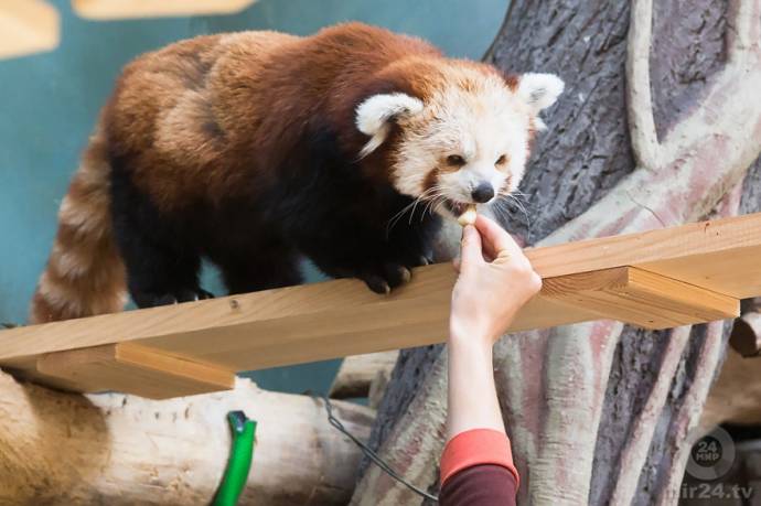 Зейн и Рыжик - красные панды Московского зоопарка