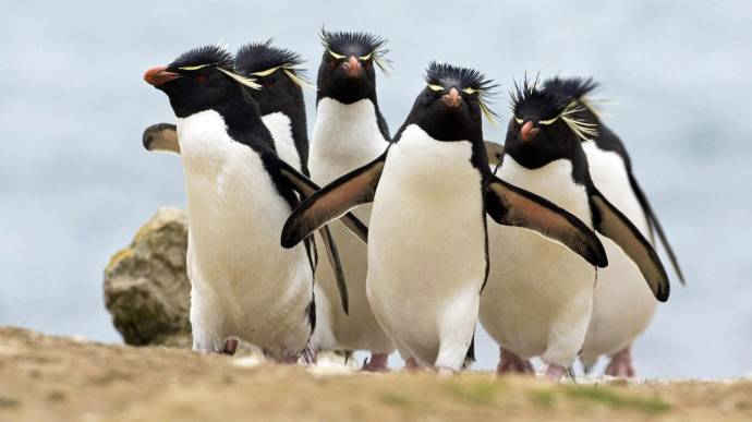 В Японии методом искусственного оплодотворения появился на свет птенец редкого пингвина