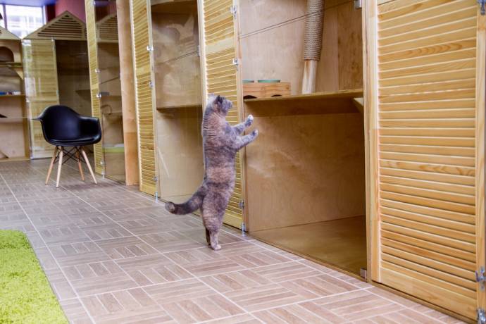 В Перми открылся роскошный отель для кошек