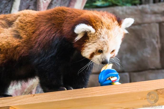 Зейн и Рыжик - красные панды Московского зоопарка
