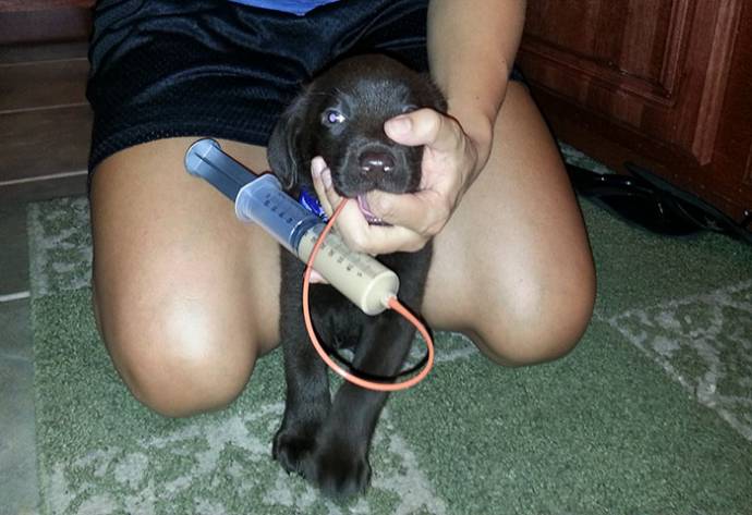 Девушка-ветеринар спасла от усыпления щенка с диагнозом 
