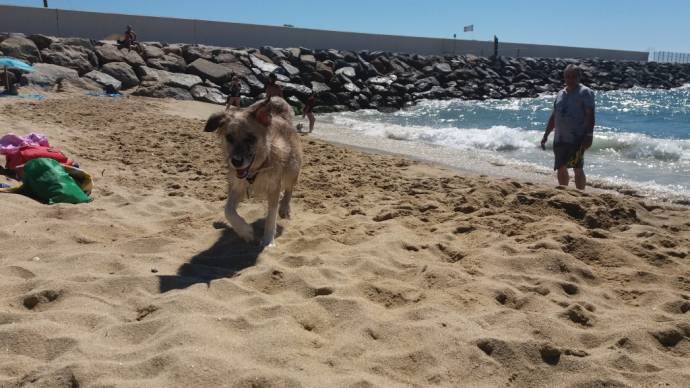 В Барселоне открыли пляж для собак