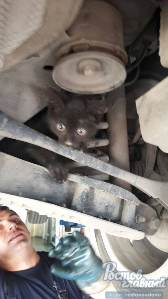 В Ростовском автосервисе при осмотре BMW обнаружили живого котенка