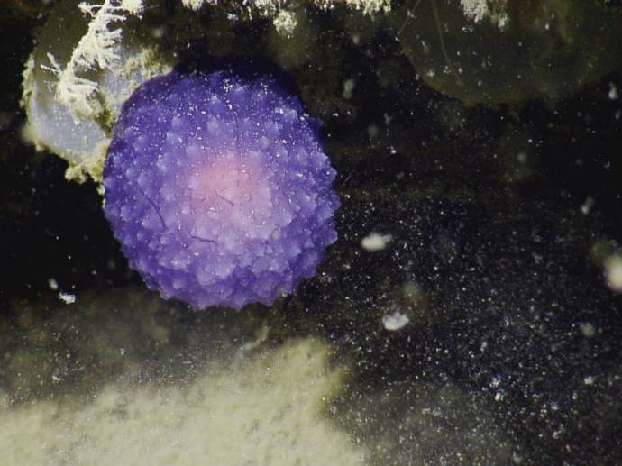 На дне океана найдена новая загадочная форма жизни в виде фиолетового шара
