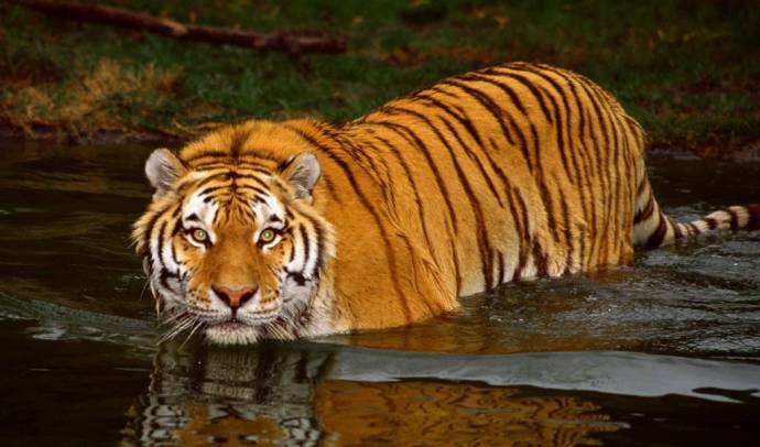 Популяция амурских тигров в мире выросла за последние 10 лет на 10-15%