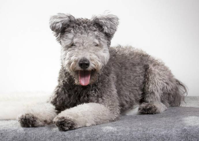 В США официально признали новую породу собак - пуми
