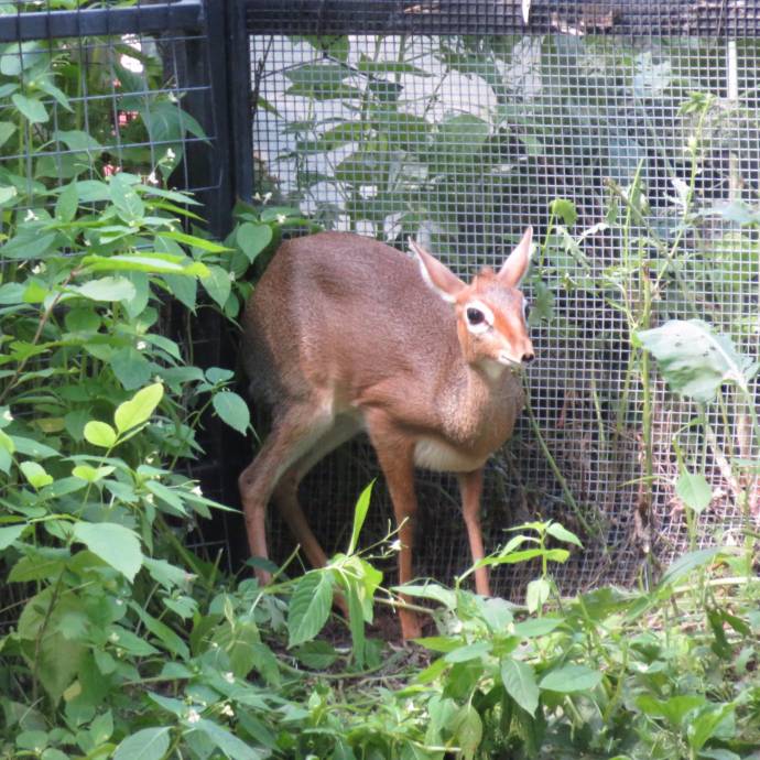 В Московском зоопарке теперь можно увидеть крошечных антилоп дикдик