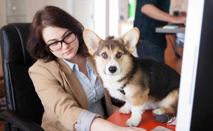 В России скоро появятся первые офисы, куда можно будет приходить на работу с собаками
