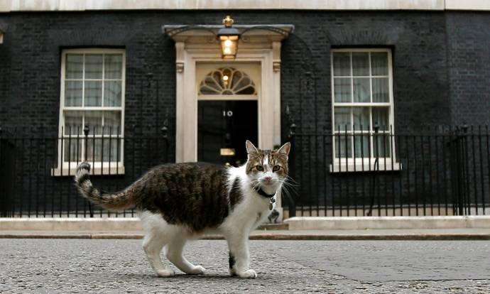 Главный кот Великобритании Ларри не уйдет с Даунинг-стрит с уходом Кэмерона