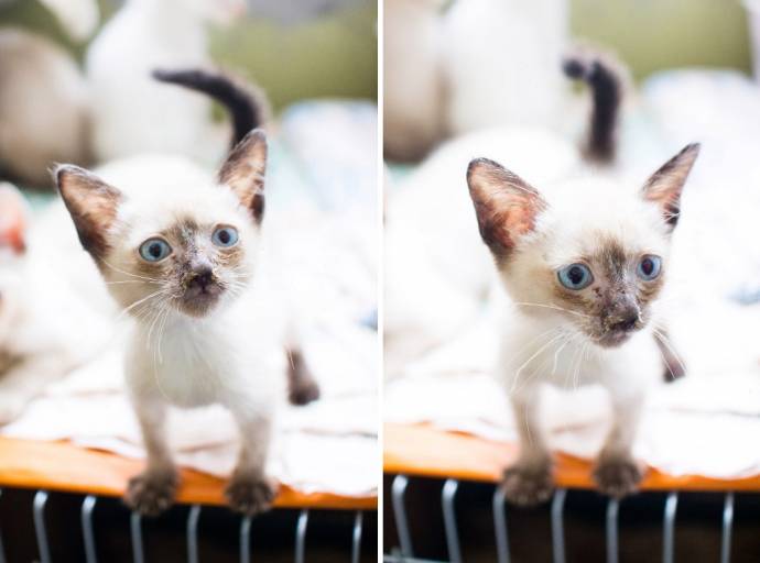 Волонтеры спасли 50 тайских кошек, которых заводчица бросила на погибель