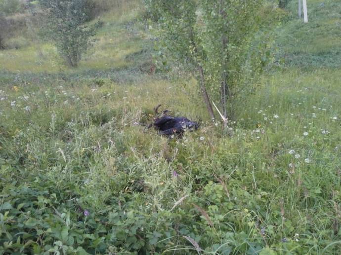 В Татарстане спасли застрявшего в иле лося
