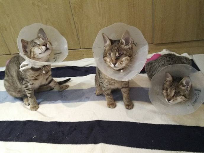 Женщина взяла из приюта трех слепых котов, которые год ждали хозяина