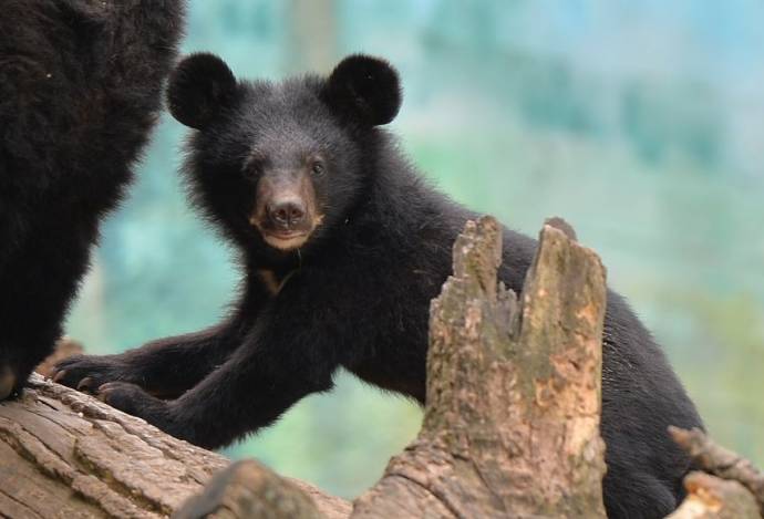 В Ростовском зоопарке можно посмотреть на маленького гималайского медвежонка