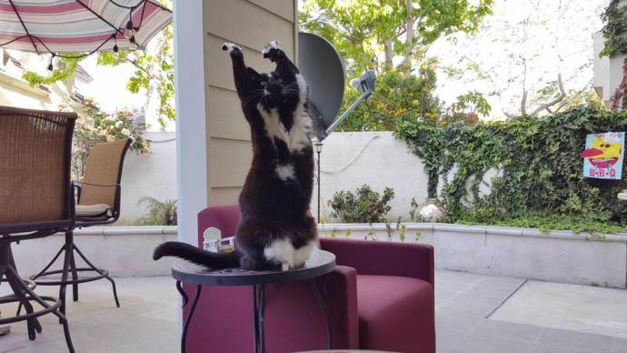 В интернете новая звезда - кошка, которая вскидывает лапы вверх