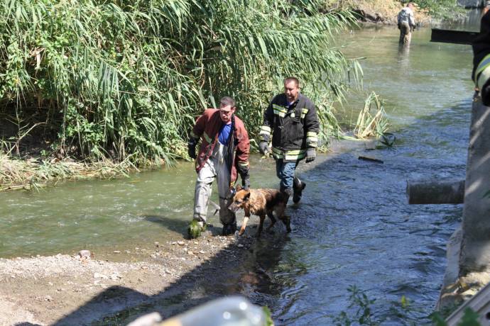 В Ростове спасли собаку, которая две недели жила на маленьком островке
