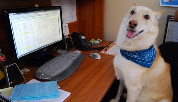 В России скоро появятся первые офисы, куда можно будет приходить на работу с собаками