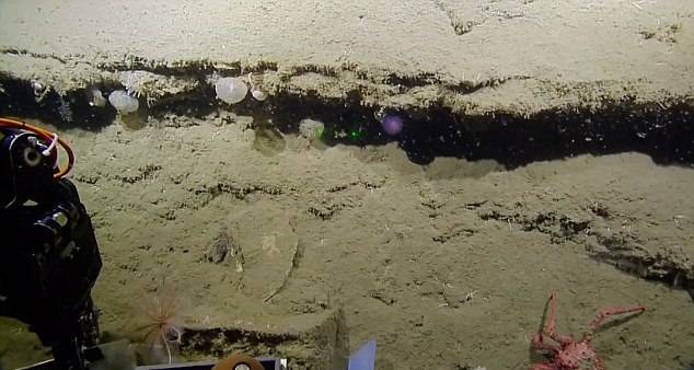 На дне океана найдена новая загадочная форма жизни в виде фиолетового шара